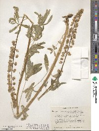 Lupinus polyphyllus image