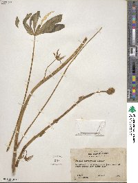 Lupinus polyphyllus image