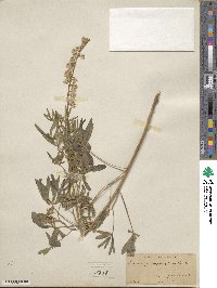 Lupinus arbustus image