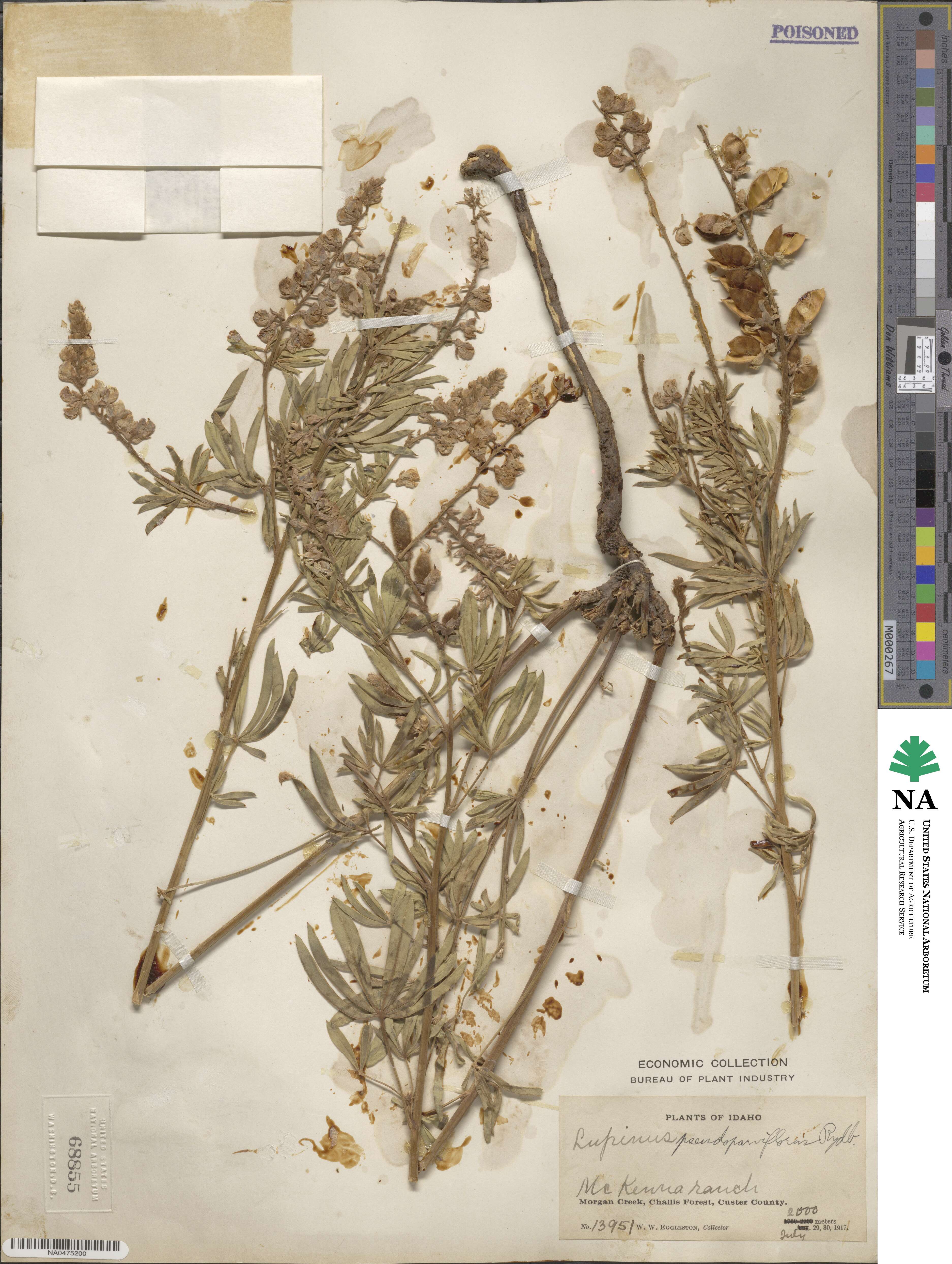 Lupinus arbustus subsp. pseudoparviflorus image
