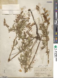 Lupinus arbustus image