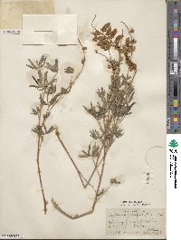 Lupinus arbustus image