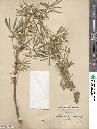 Lupinus arbustus subsp. pseudoparviflorus image