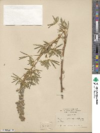 Lupinus arbustus image