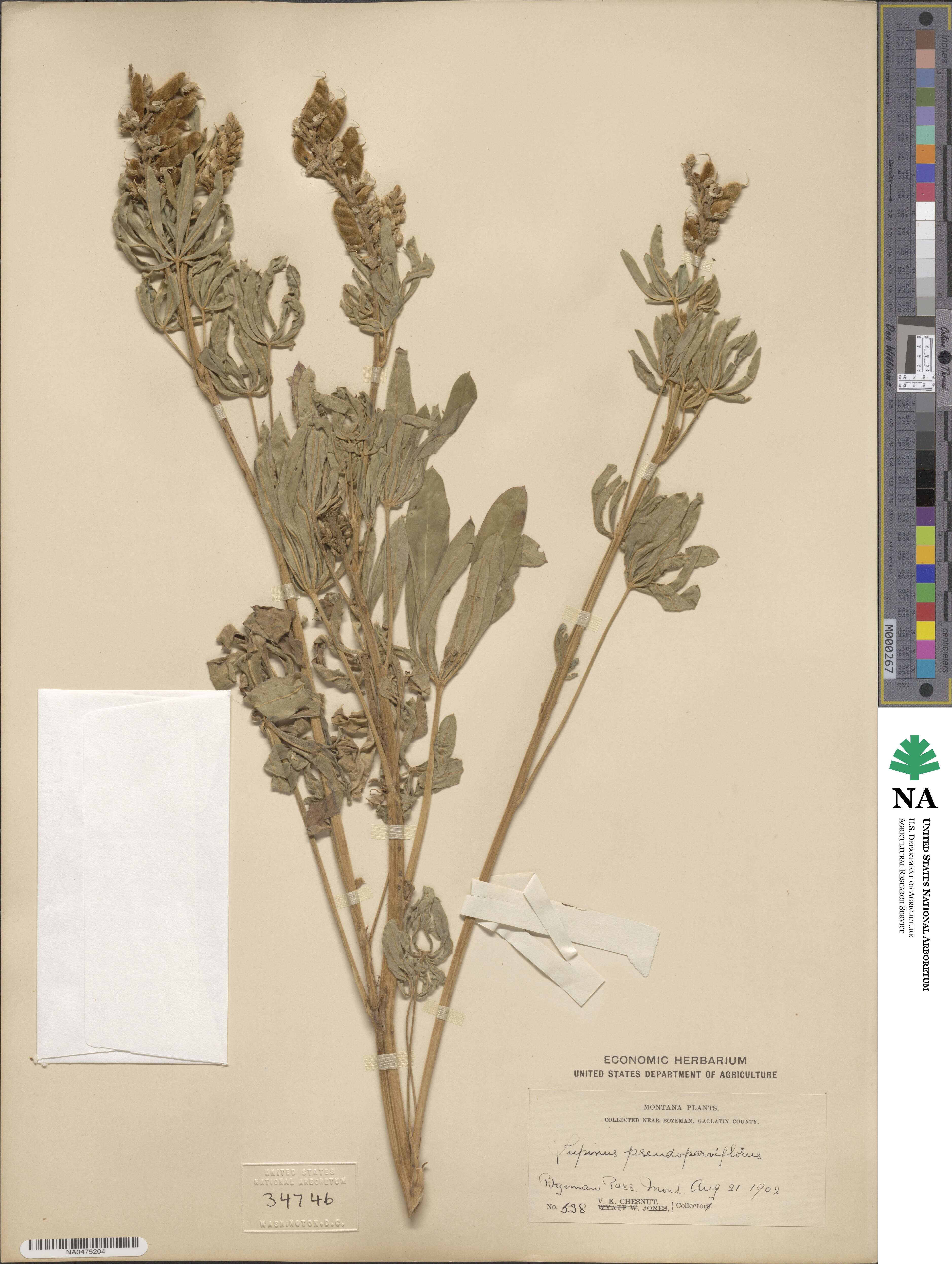 Lupinus arbustus image