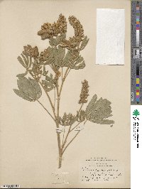 Lupinus arbustus subsp. pseudoparviflorus image