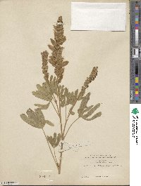 Lupinus arbustus subsp. pseudoparviflorus image