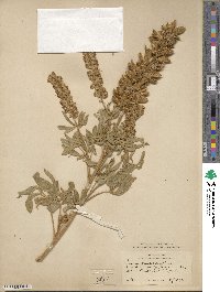 Lupinus arbustus subsp. pseudoparviflorus image