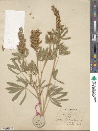 Lupinus arbustus image