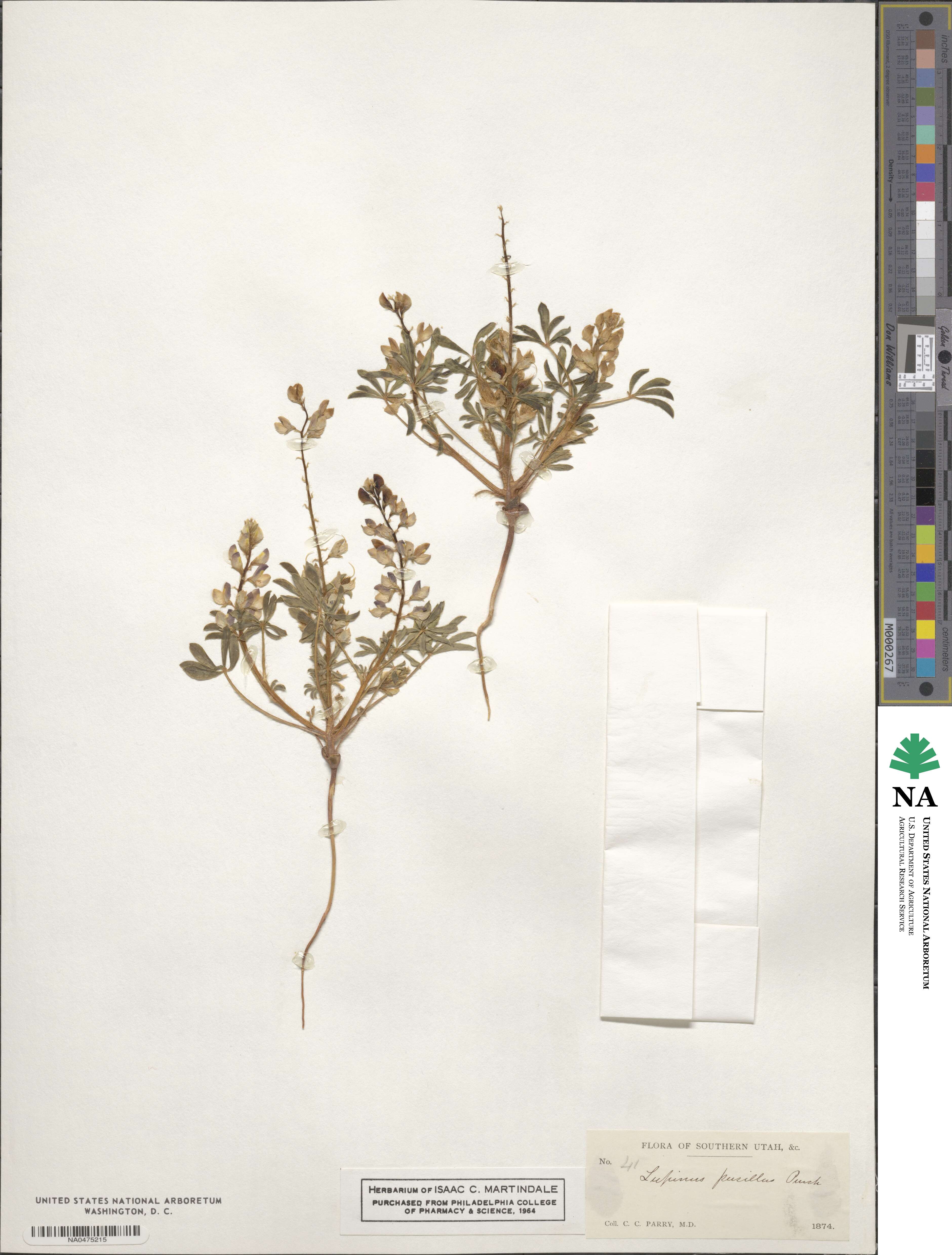 Lupinus pusillus image