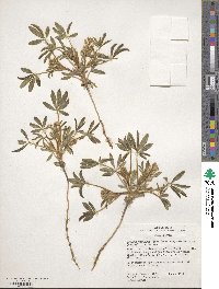 Lupinus pusillus image