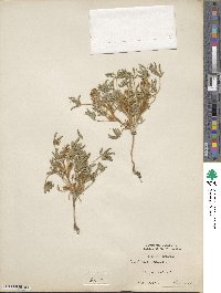 Lupinus pusillus image