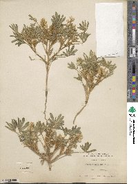 Lupinus pusillus image