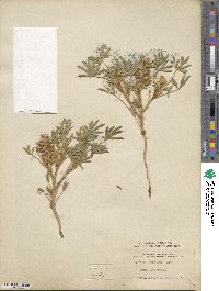 Lupinus pusillus image