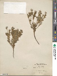 Lupinus pusillus image