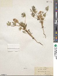 Lupinus pusillus image