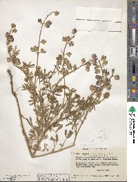 Lupinus rivularis image