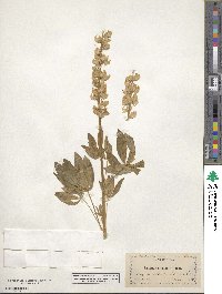 Lupinus rivularis image