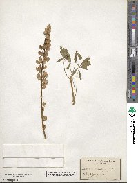 Lupinus rivularis image