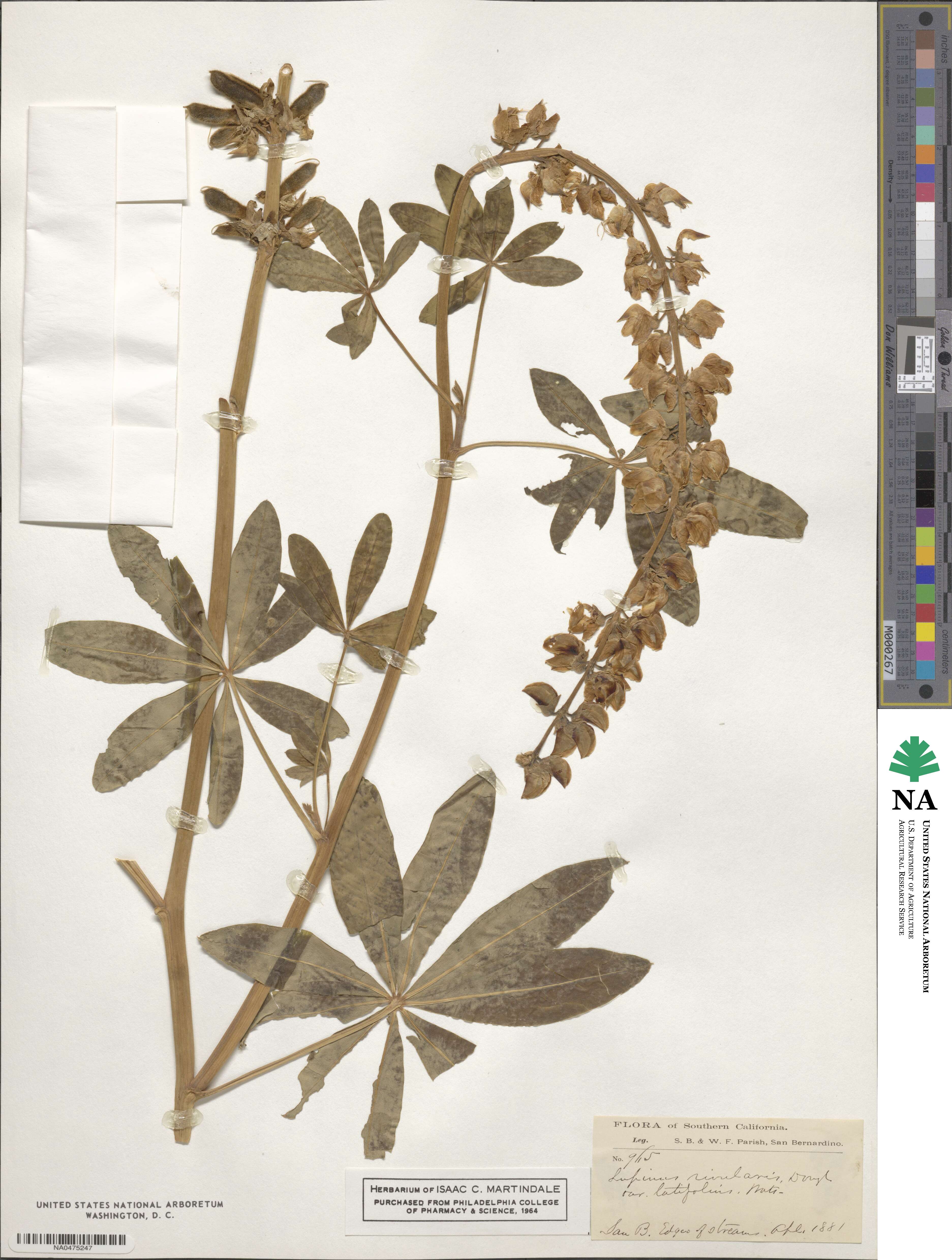 Lupinus rivularis image