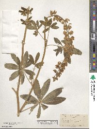 Lupinus rivularis image