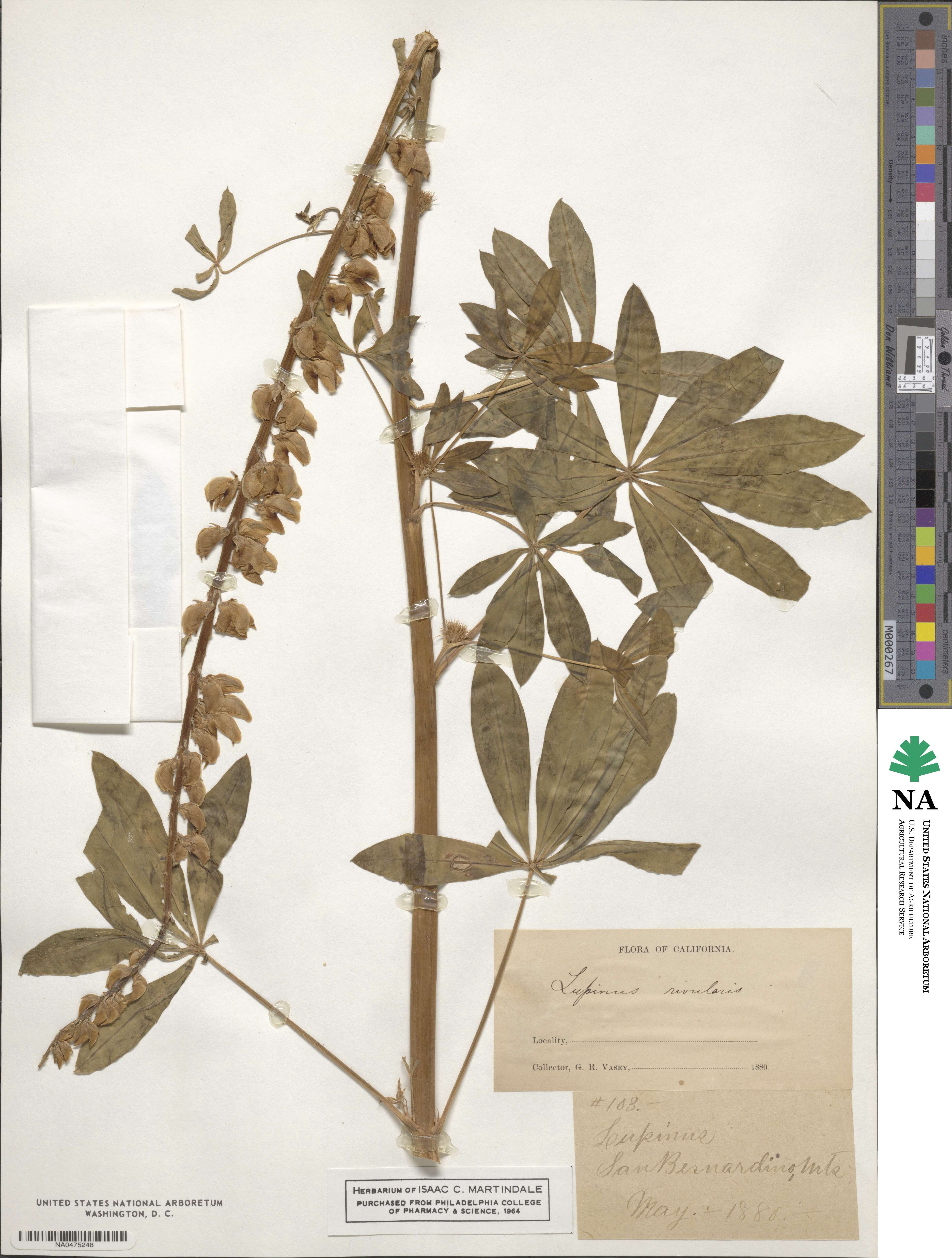 Lupinus rivularis image