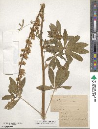 Lupinus rivularis image