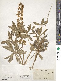 Lupinus rivularis image