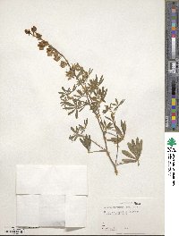 Lupinus rivularis image