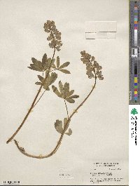 Lupinus rivularis image