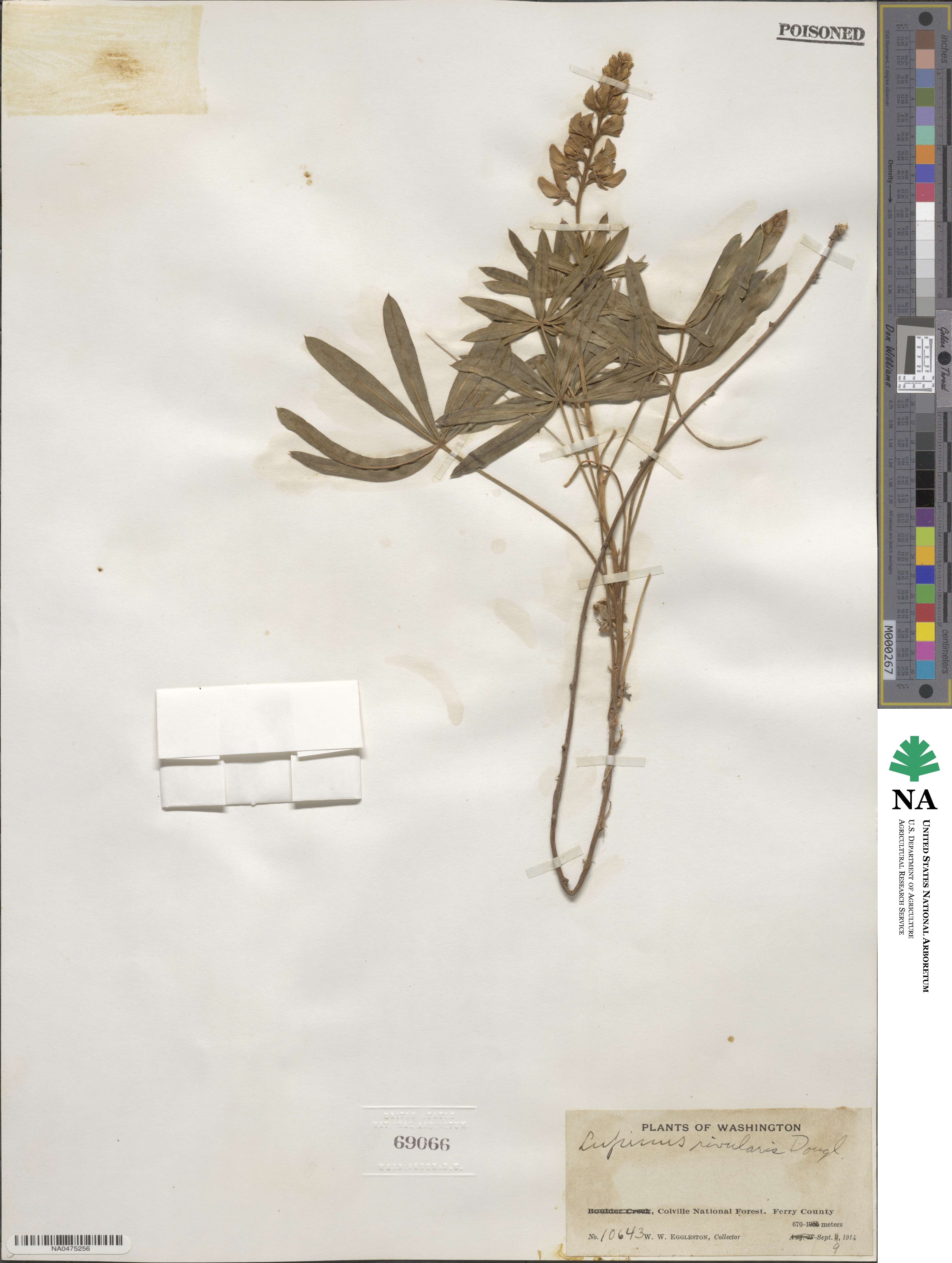 Lupinus rivularis image
