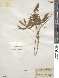 Lupinus rivularis image