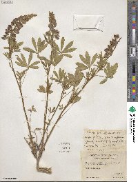 Lupinus rivularis image