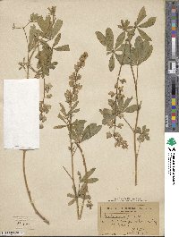 Lupinus rivularis image