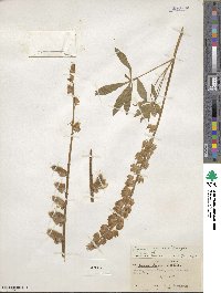 Lupinus rivularis image