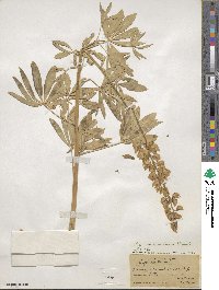 Lupinus rivularis image