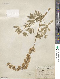 Lupinus rivularis image