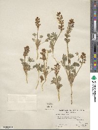 Lupinus pusillus var. rubens image