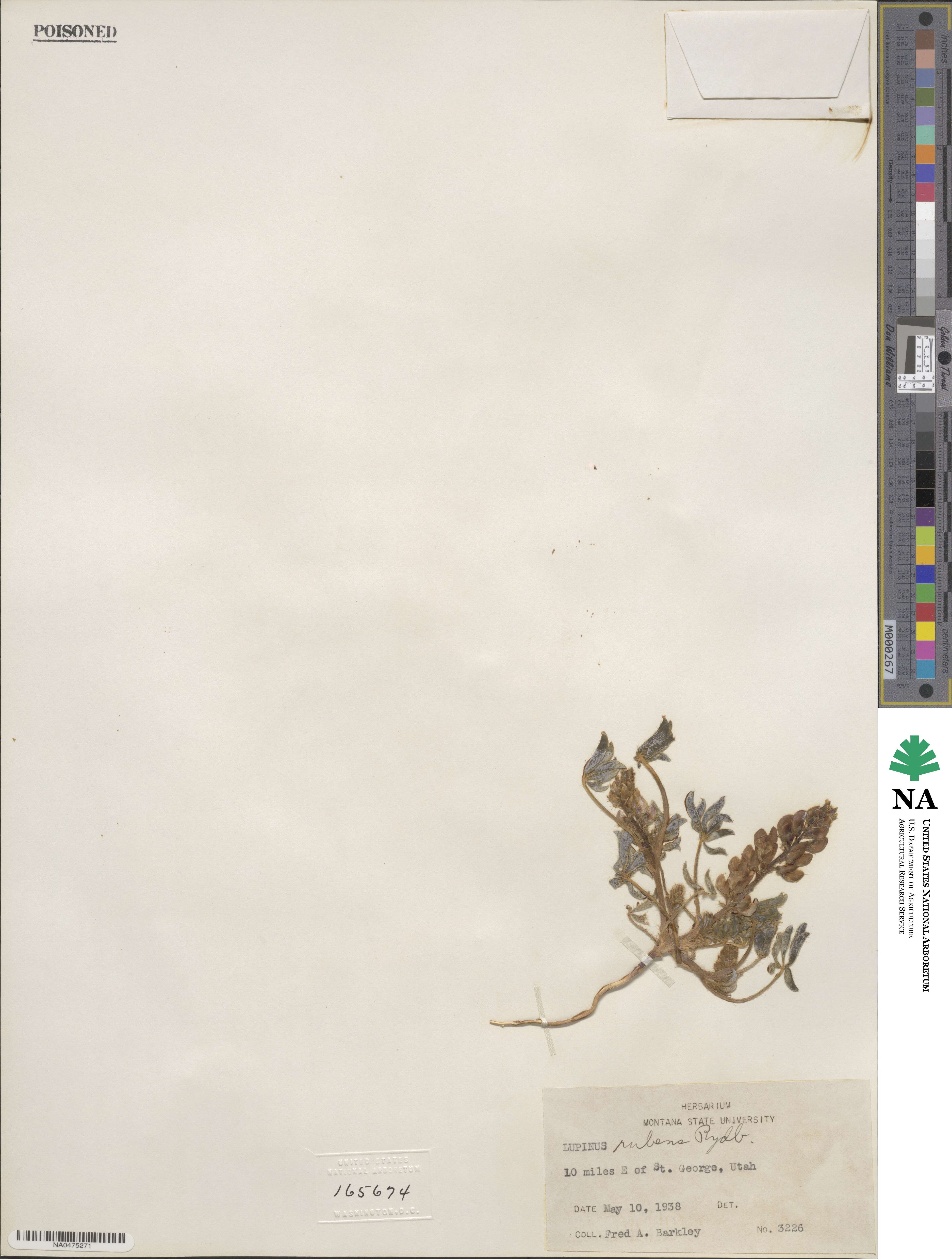 Lupinus pusillus image