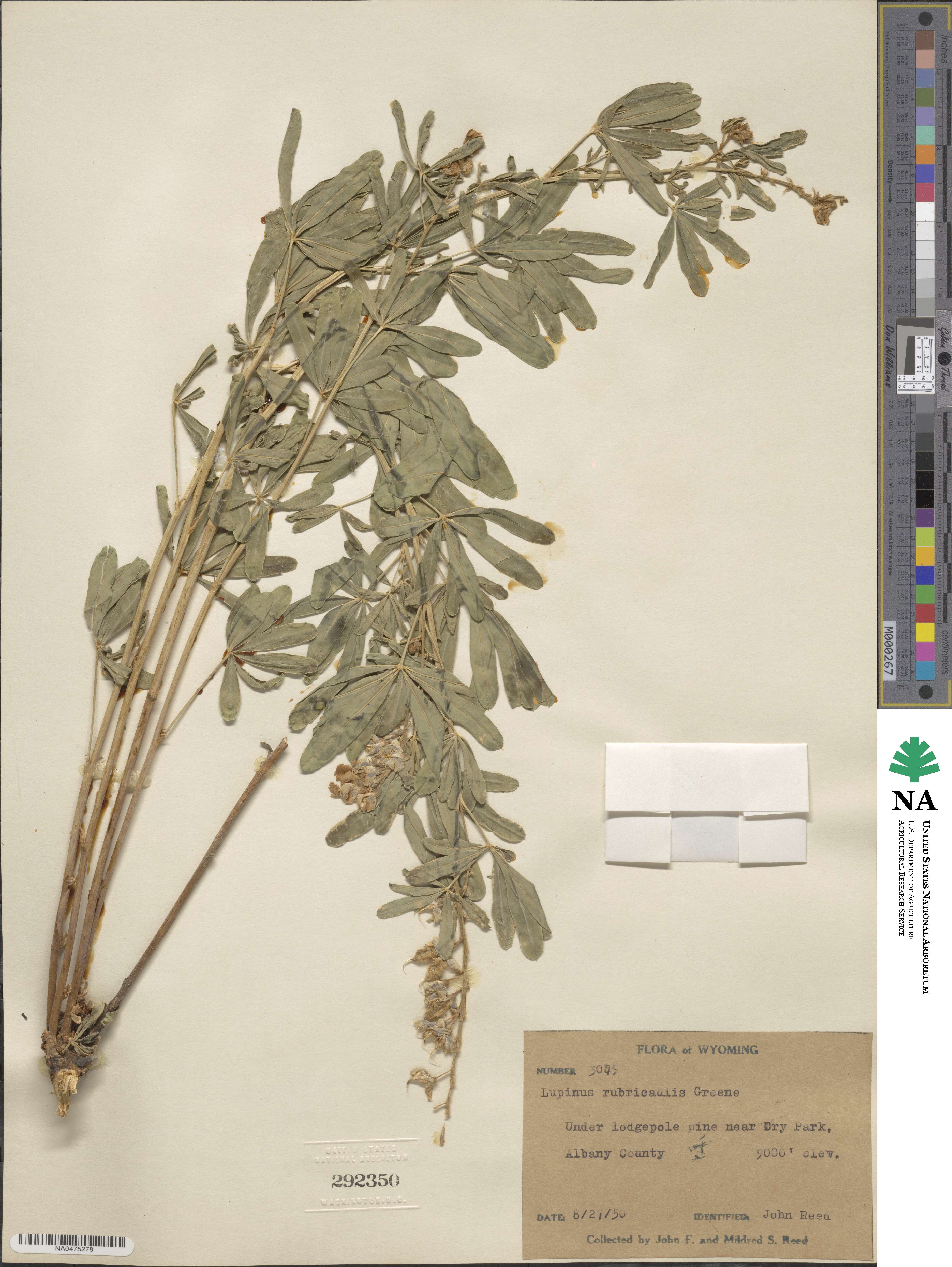 Lupinus argenteus var. rubricaulis image