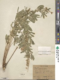 Lupinus argenteus var. rubricaulis image