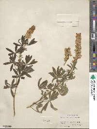 Lupinus argenteus var. rubricaulis image