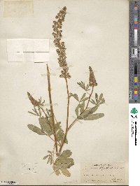 Lupinus argenteus var. rubricaulis image