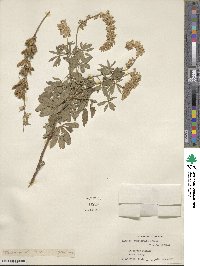 Lupinus argenteus var. rubricaulis image