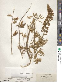 Lupinus sabinianus image