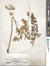 Lupinus sabinianus image