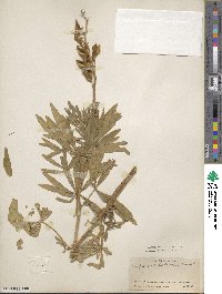 Lupinus sabinianus image