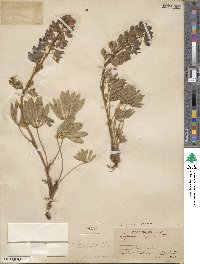 Lupinus saxosus image