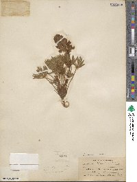 Lupinus saxosus image