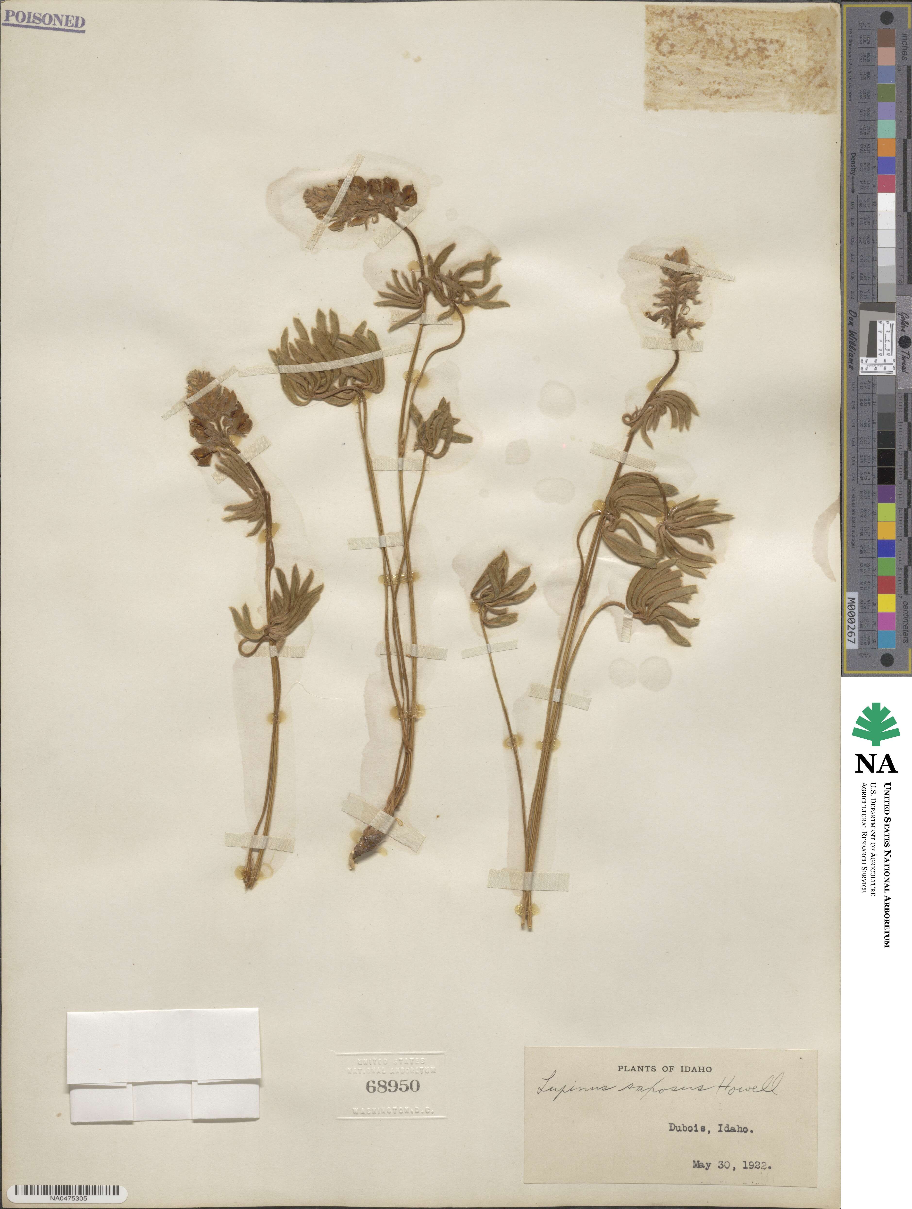 Lupinus saxosus image